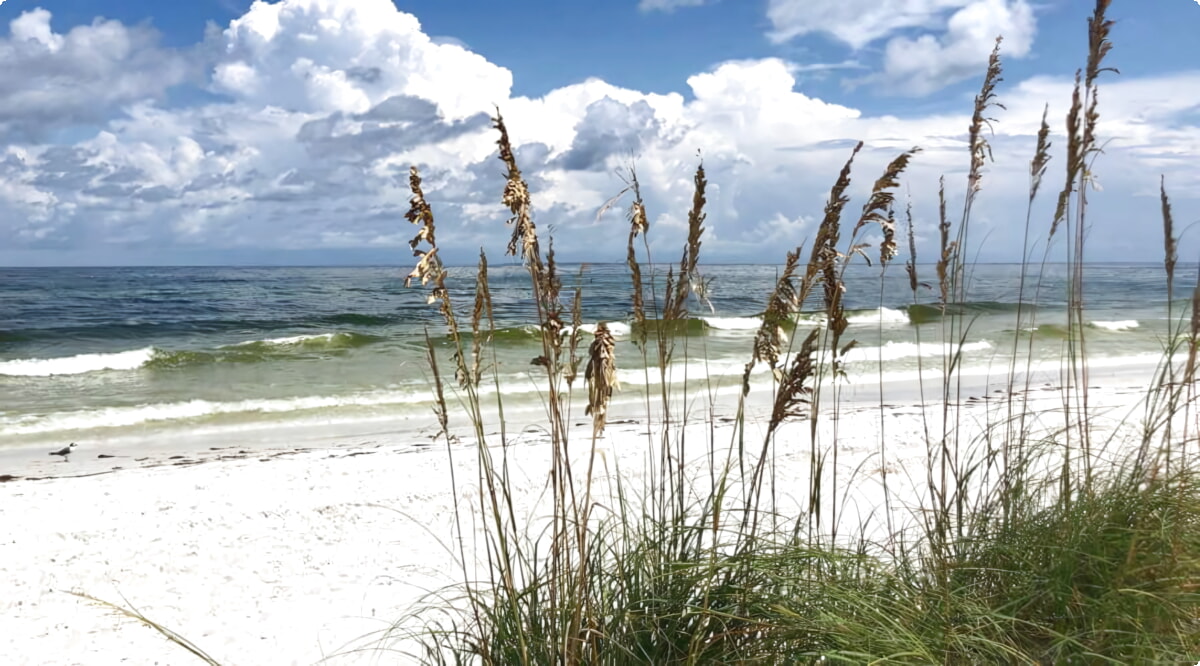 Quali sono le scelte di veicoli più popolari a Spiaggia di Bradenton?